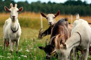 800,0 гривень за одну голову маточного поголів&rsquo;я кіз(овець) у разі утримання трьох і більше голів для фізичних осіб, які займаються с/г діяльністю без реєстрації ФОП та ОСГ з бюджету Луцької МТГ
