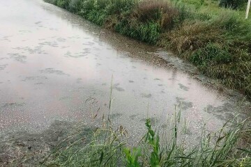 Нові джерела смороду – неподалік від Луцька виявили поля зі зливами Рожищенського сирзаводу