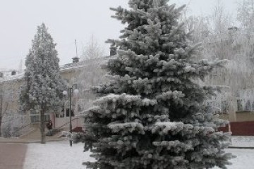 Виконавчий комітет визначив місця для торгівлі хвойними деревами та новорічними іграшками