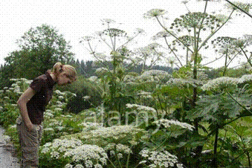 Знову Борщівник