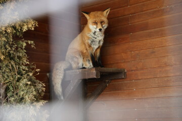 Чи варто панікувати, якщо ви побачили лисицю?