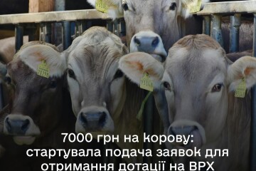 У Державному аграрному реєстрі стартує добір на спеціальну бюджетну дотацію на утримання поголів’я корів