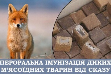 У вересні на території Луцької громади розпочнеться вакцинація диких тварин проти сказу