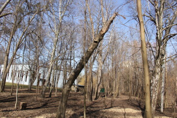 У центральному парку культури і відпочинку імені Лесі Українки видалятимуть аварійні дерева  