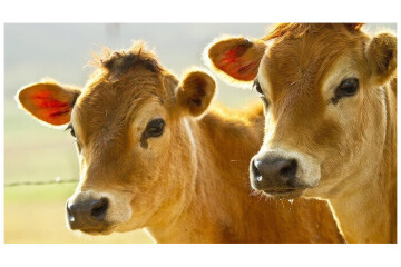 Дотація з бюджету громади власникам особистих селянських господарств,  які утримують телиць та нетелей!