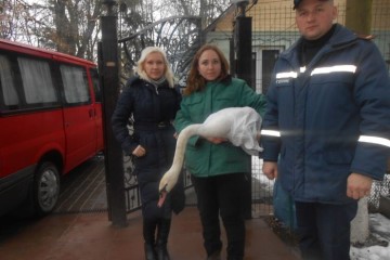 Спільними зусиллями КП “Ласка”, Луцького зоопарку та МНС врятовано лебедя