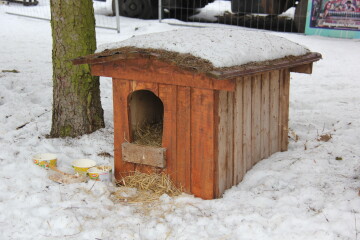 Як допомогти безхатнім тваринам взимку: прості дії, що рятують життя