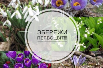 Збережемо первоцвіти: чому весняний букет може коштувати надто дорого