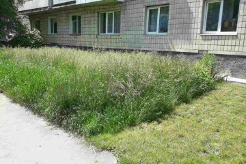 Інформація департаменту муніципальної поліції Луцької міської ради про дотримання Правил благоустрою міста Луцька