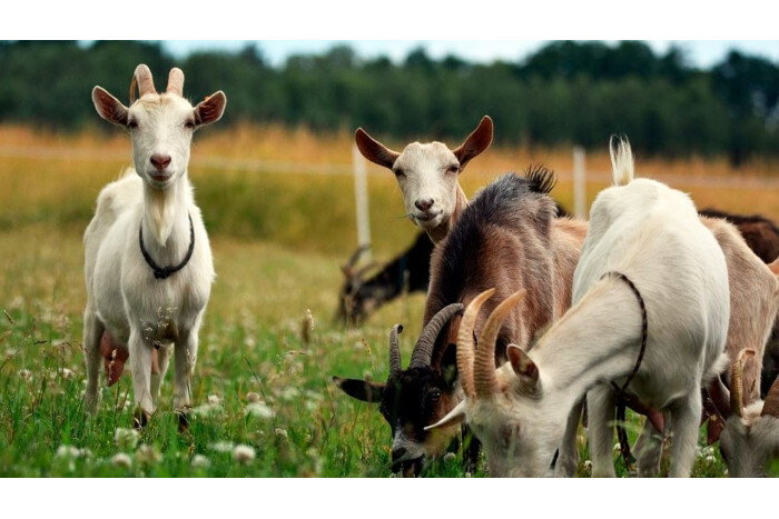 800,0 гривень за одну голову маточного поголів&rsquo;я кіз(овець) у разі утримання трьох і більше голів для фізичних осіб, які займаються с/г діяльністю без реєстрації ФОП та ОСГ з бюджету Луцької МТГ