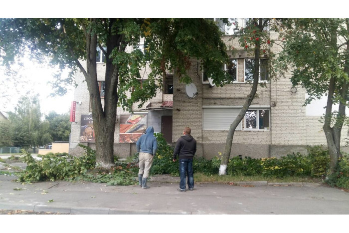 На вулиці Декабристів чоловіки намагалися незаконно зрізати гілля великого дерева
