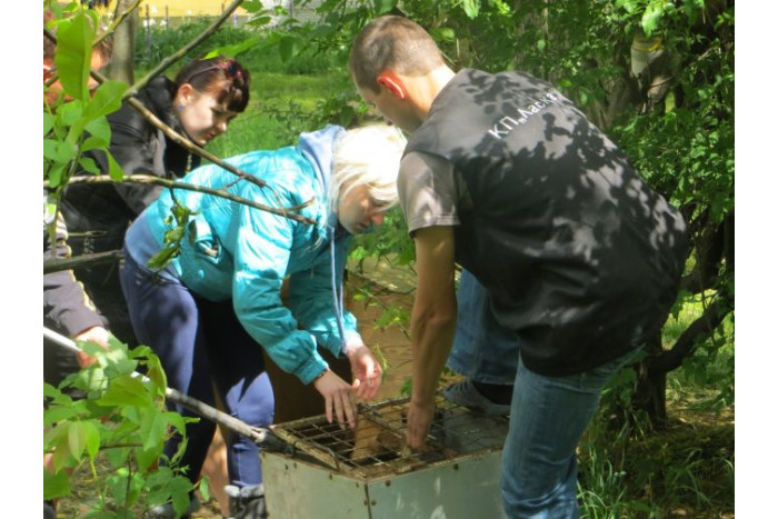 У Луцьку провели підрахунок безпритульних собак