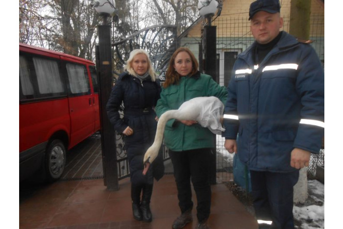 Спільними зусиллями КП “Ласка”, Луцького зоопарку та МНС врятовано лебедя