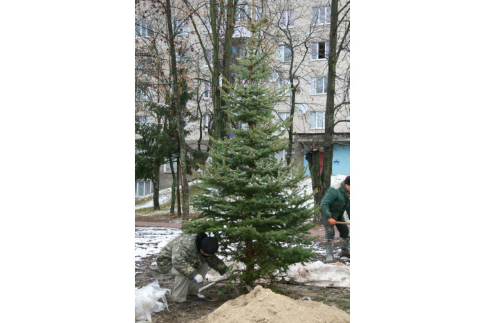 Ще одна лісова красуня прикрашатиме наше місто